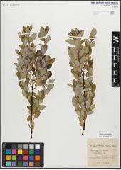 Foto von Salix myrsinifolia Salisb.
